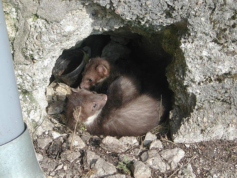 Fouines dans leur terrier