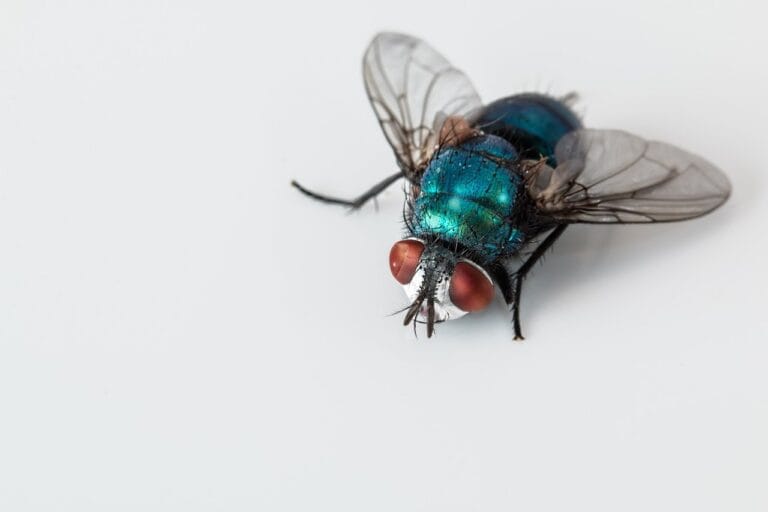 Invasion de mouches : Que signifie leur présence dans votre maison ?