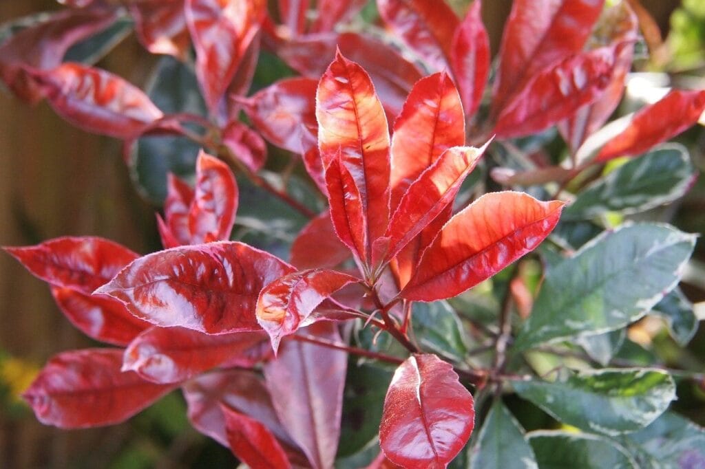 Les inconvénients du photinia : Maladies et solutions pour un jardin en bonne santé