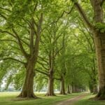 Maîtriser la taille des muriers platanes