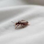 Punaise de lit adulte sur tissu blanc de literie, corps ovale brun-roux, vue rapprochée photoréaliste