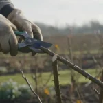 Sécateur de jardinier taillant une branche de rosier en biseau au jardin